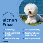 Bichon Frise Puppies- Can Deliver