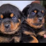 German Rottweiler Puppies