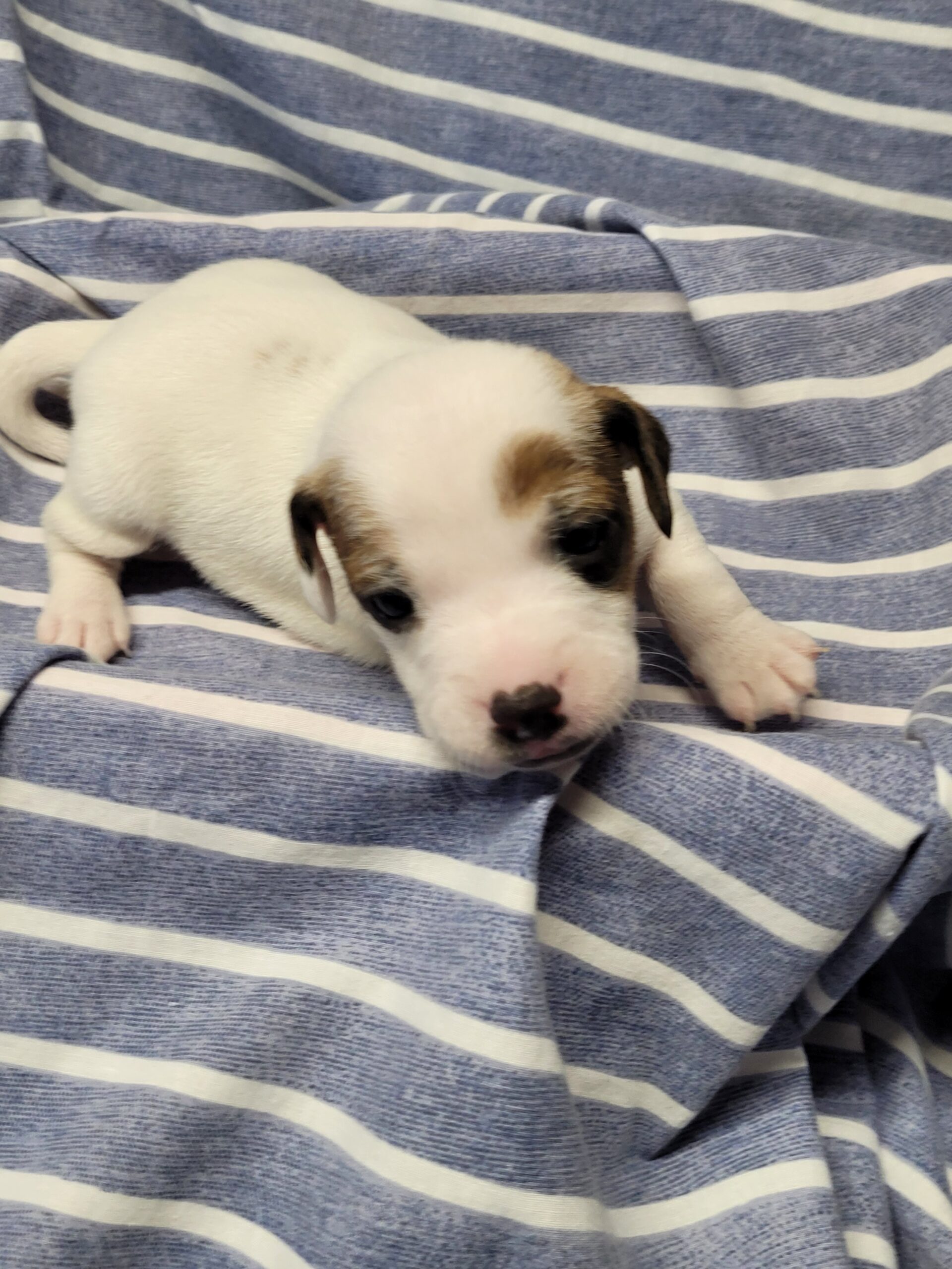 JACK RUSSELL SPRING PUPS